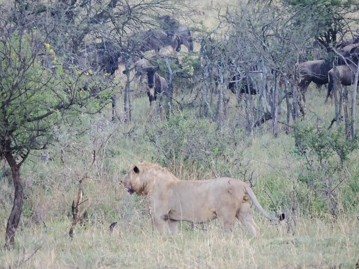 Serengeti Migration: Follow the Herds to the Crater — 7 Days luxury safari in Serengeti, Tanzania