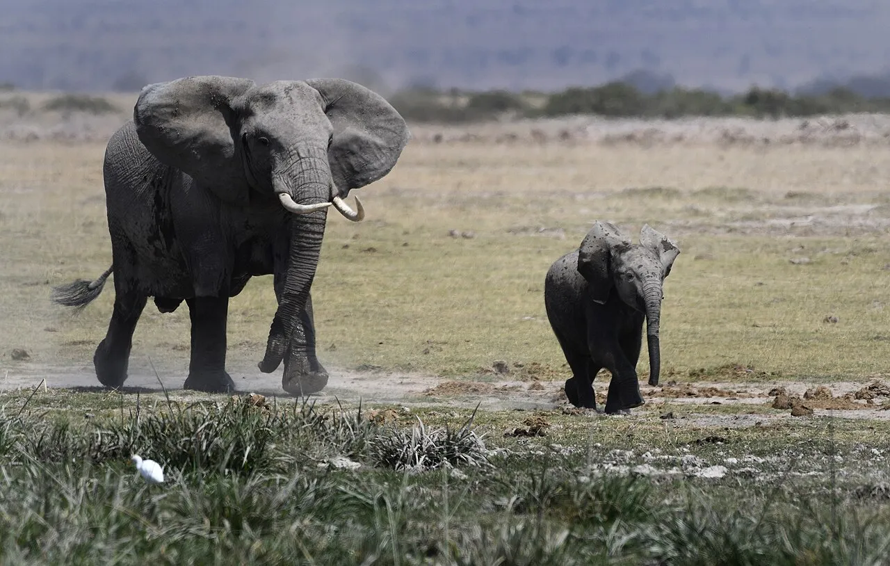 Wildlife and game drives near Angama Amboseli in Amboseli