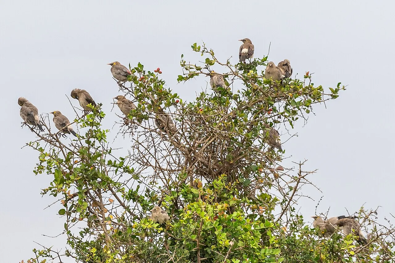 Officially opened in 1946, Nairobi National Park was the first national park established in Kenya. Maasai pastoralists were removed from their lands when the park was created.The park has a large and diverse wildlife population. (Wikipedia)