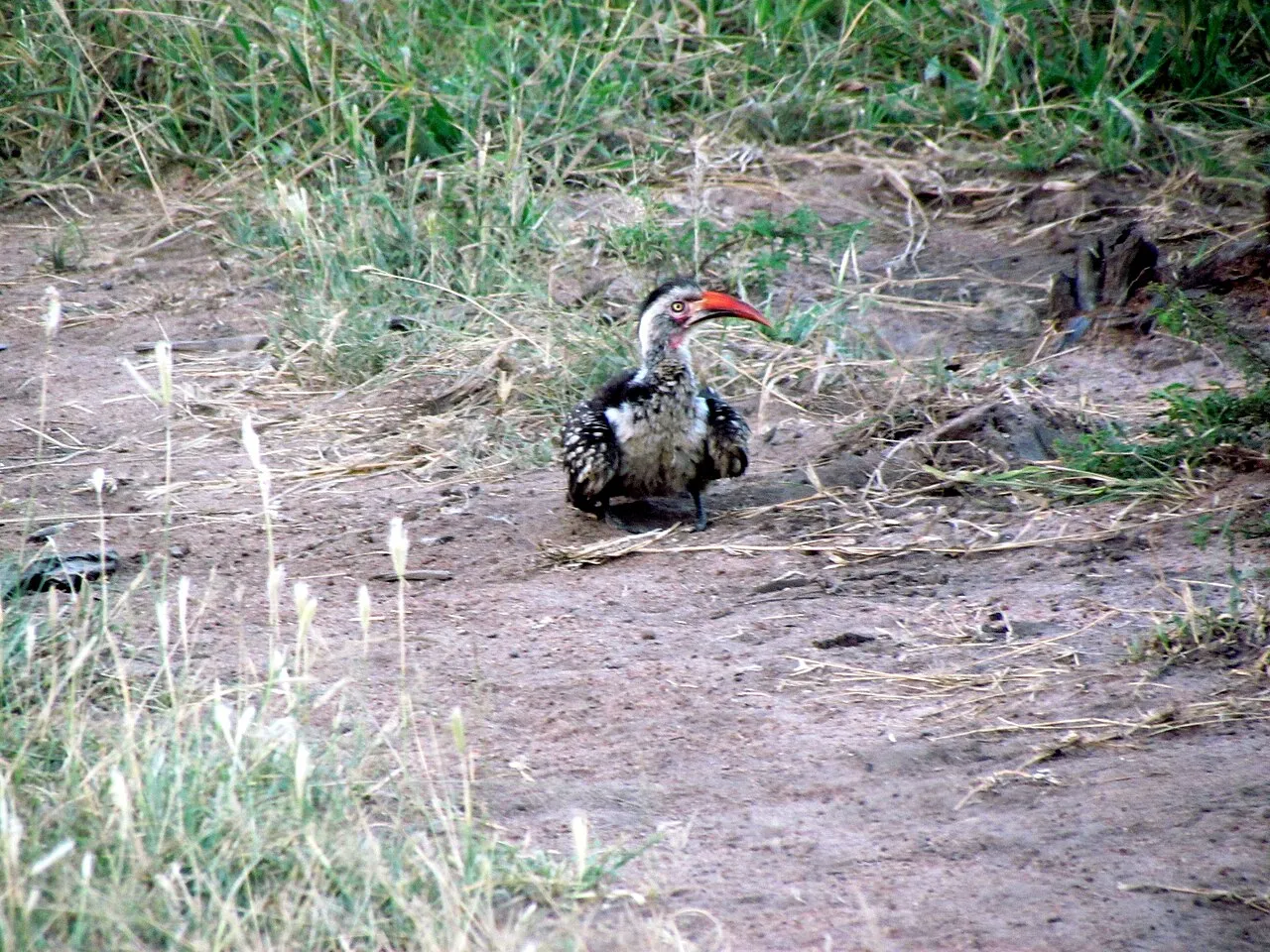 Wildlife and game drives near Hemingways Nairobi in Nairobi National Park