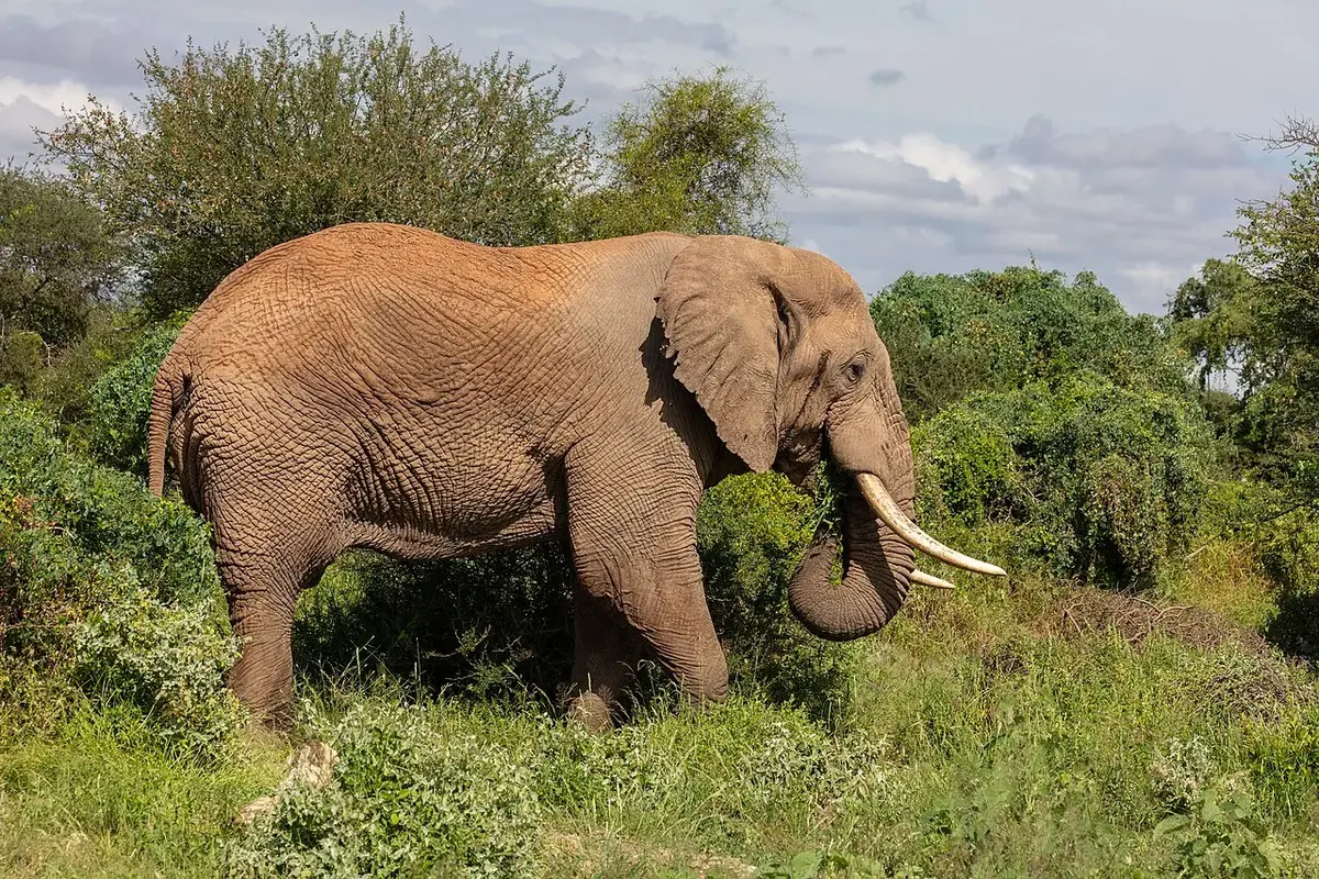 African bush elephant ( Loxodonta africana ), Amboseli National Park, Kenya