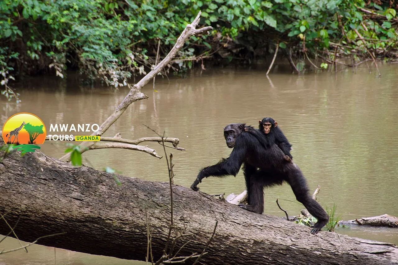 Chimpanzee in the Kyambura Gorge
