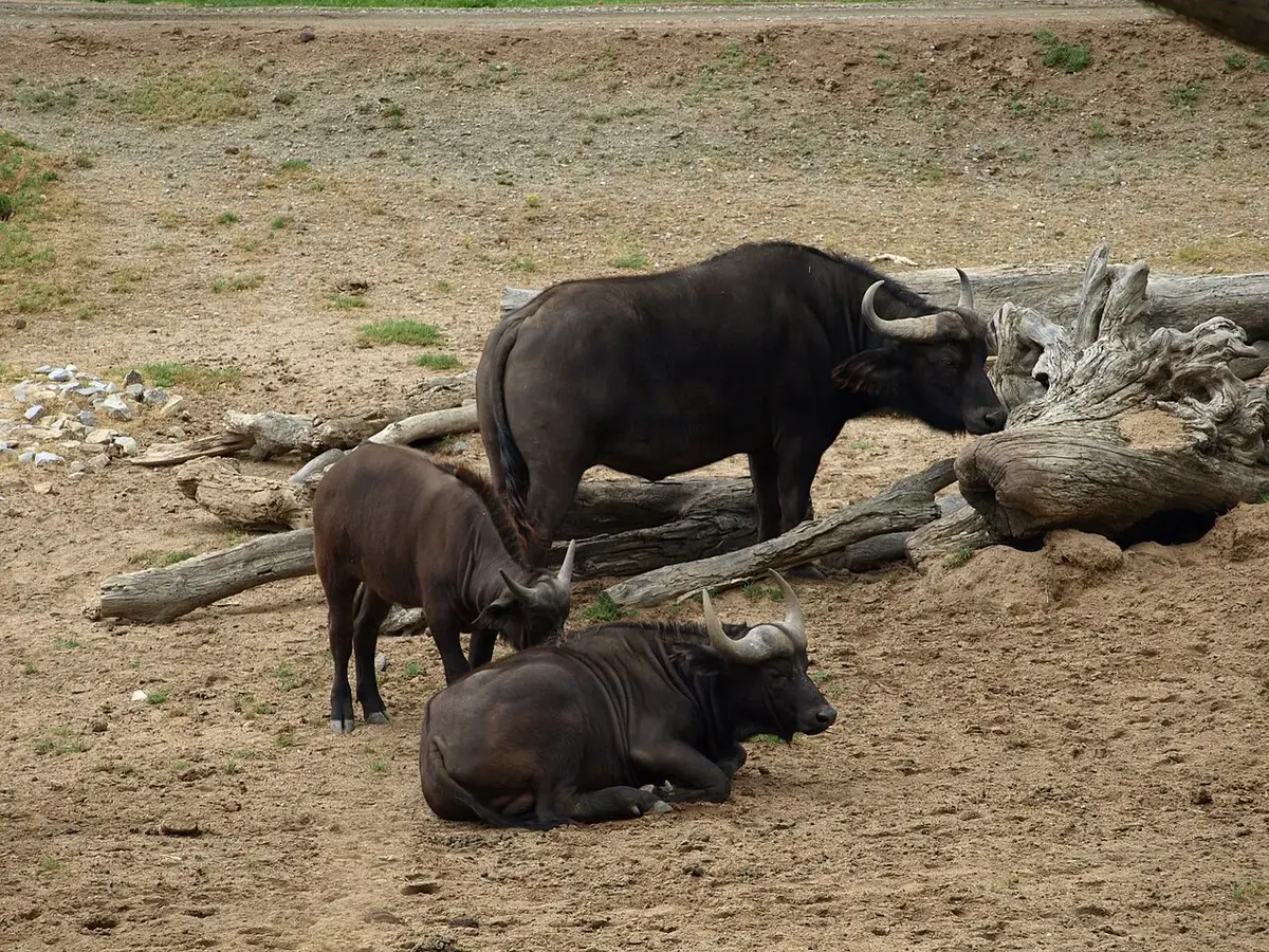 SUBJECT : Cape Buffalo , San Diego Wild Animal Park LOCATION : San Diego , California , USA Wikispecies has an entry on: Syncerus caffer .