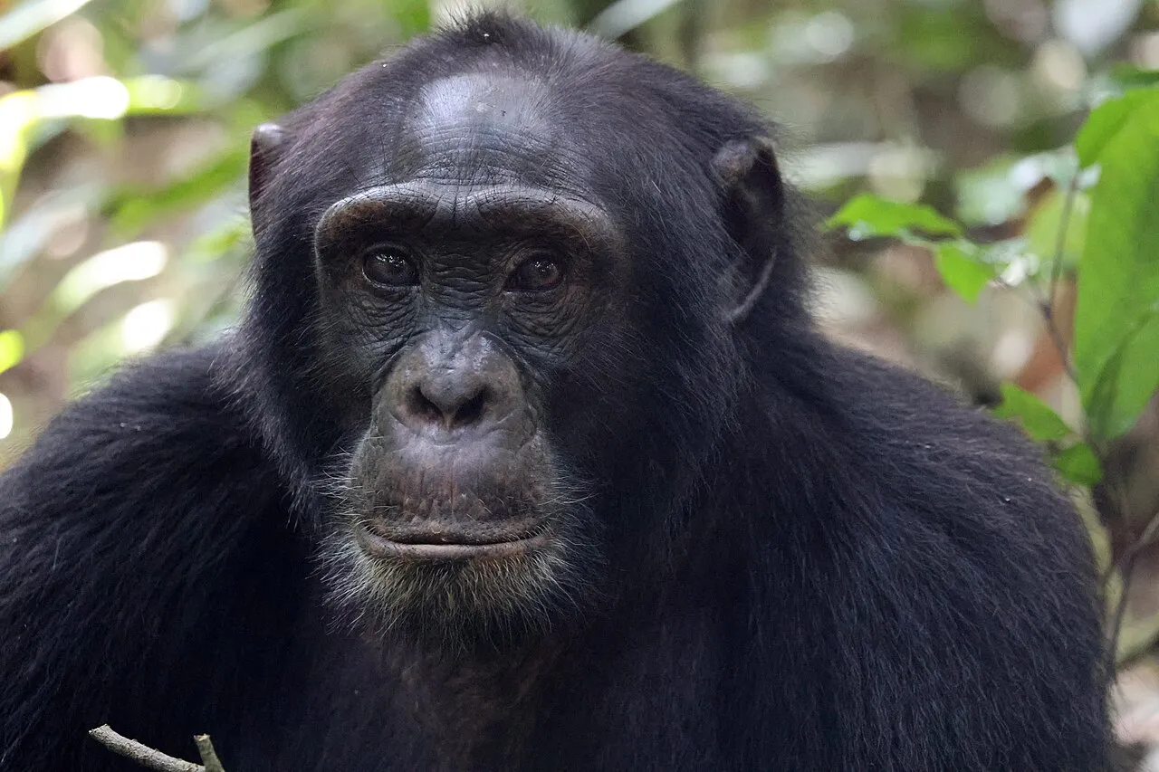 Chimpanzee, Kibale National Park, Uganda