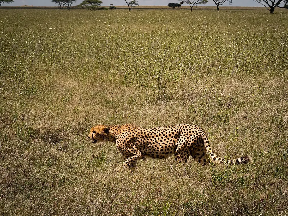 Cheetah