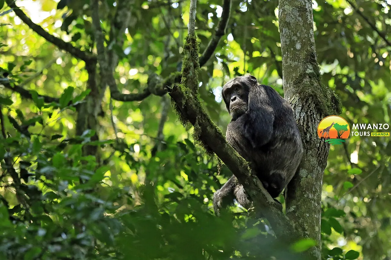 Linking it all into one circuit: Mwanzo Tours Uganda (2)