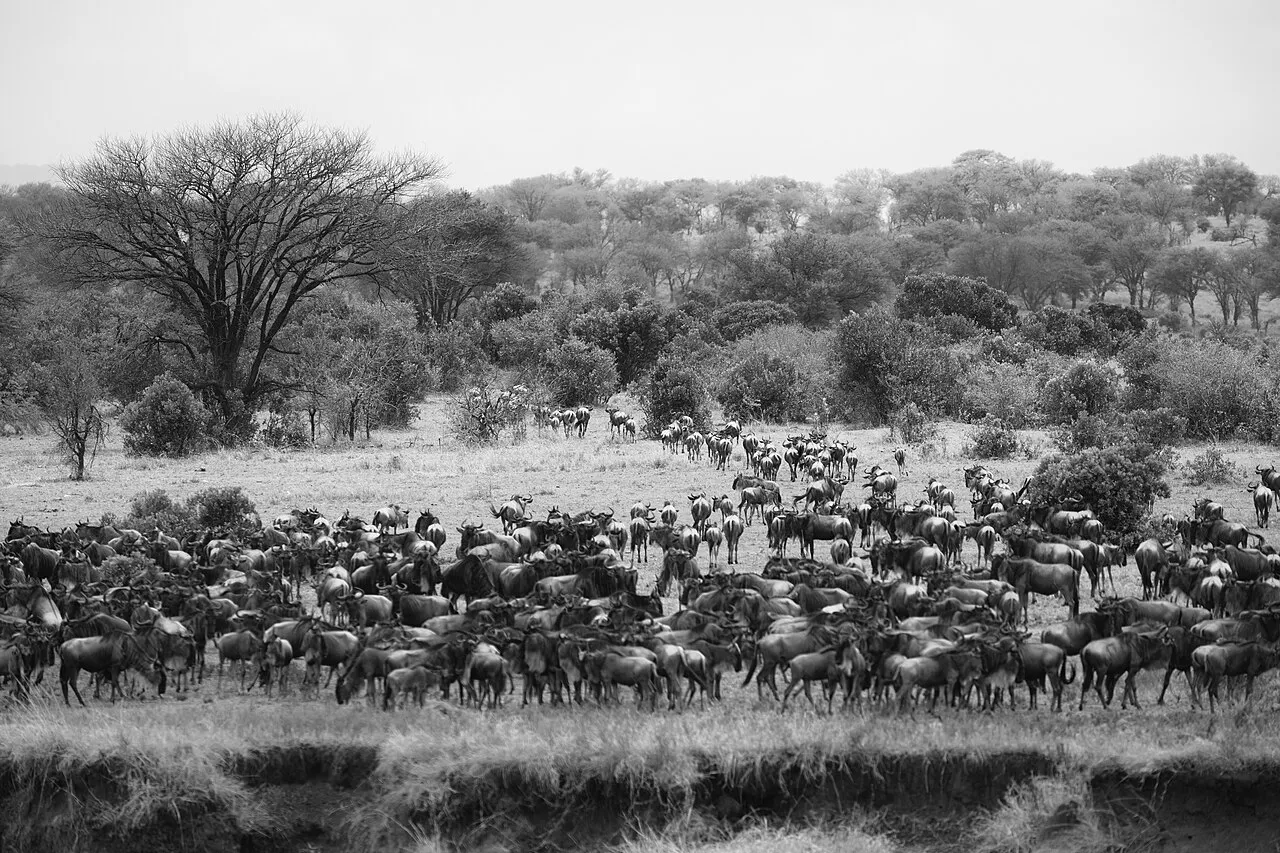 After some Gnu crossed the river, the rest decided to turn back.