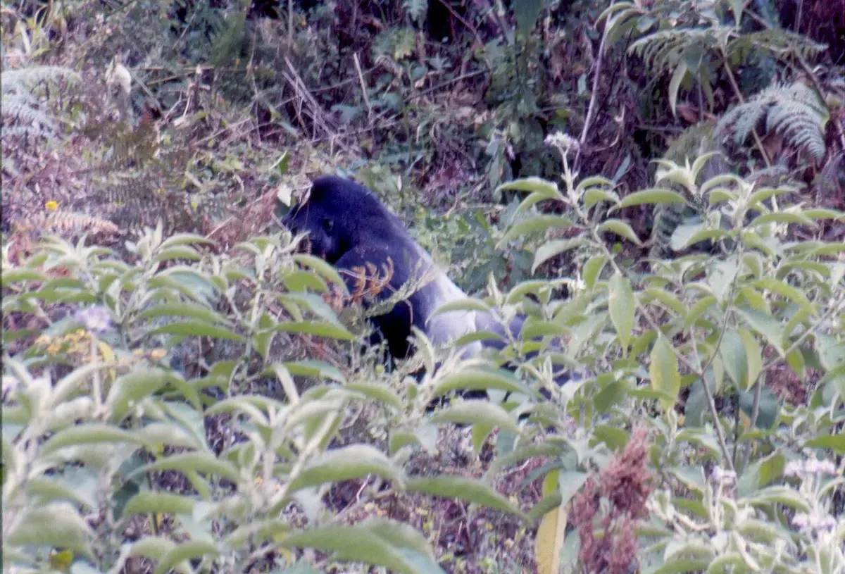 Rwanda safari — a mountain gorilla in Volcanoes National Park