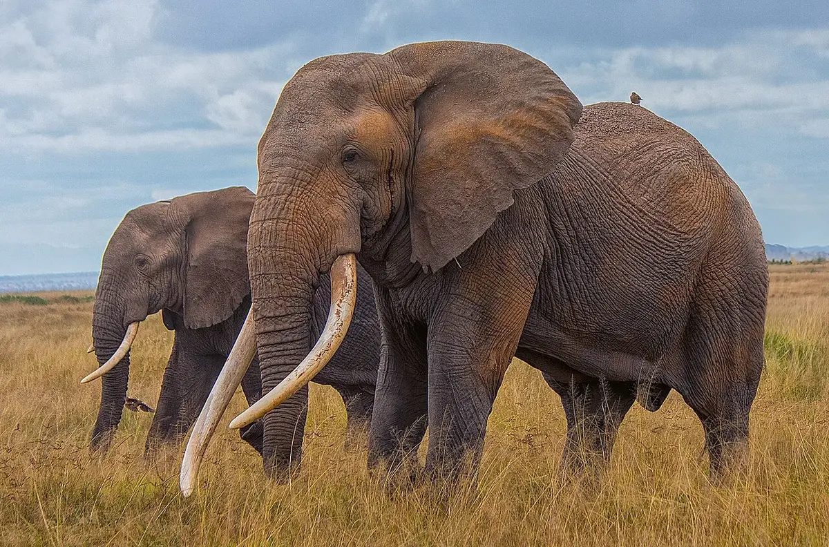 Loxodonta africana in Amboseli National Park‎