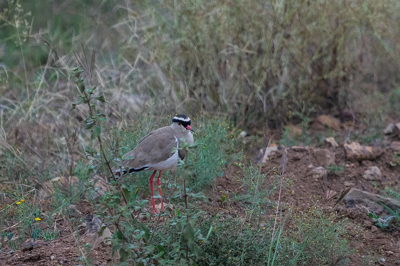 Officially opened in 1946, Nairobi National Park was the first national park established in Kenya. Maasai pastoralists were removed from their lands when the park was created.The park has a large and diverse wildlife population. (Wikipedia) Crowned Lapwing (Vanellus coronatus)
