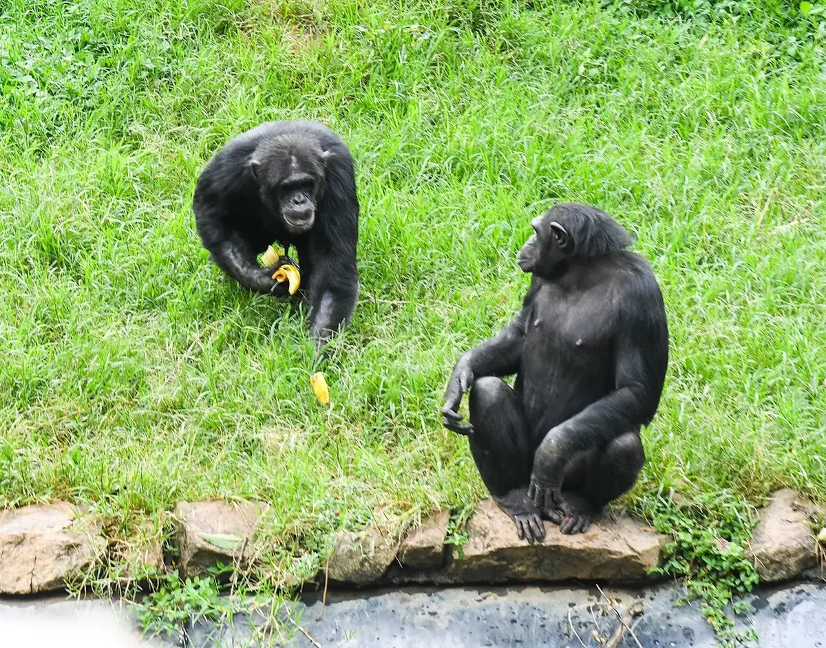 Chimpanzee at Uganda Wildlife Education Centre