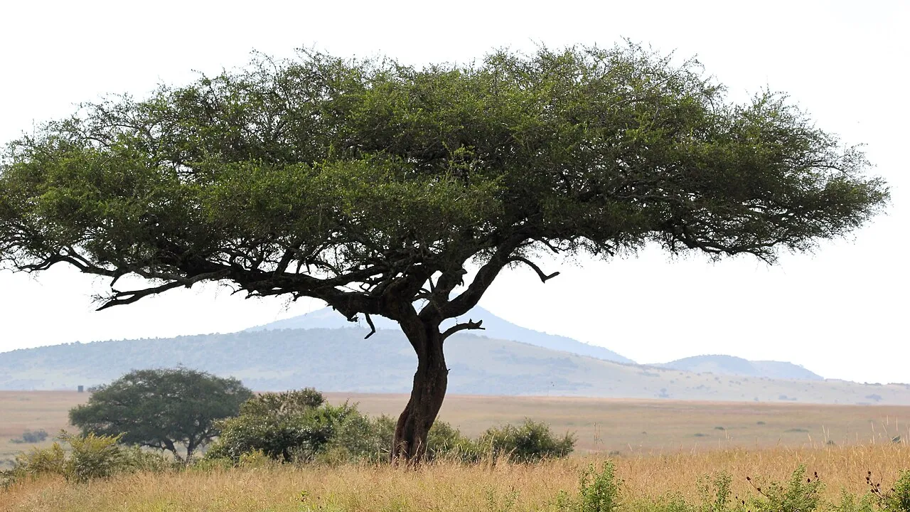 Landscape at the Maasai Mara. Nerok county, Kenya. June 2018.
