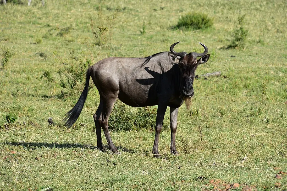 The Great Migration calendar — month-by-month