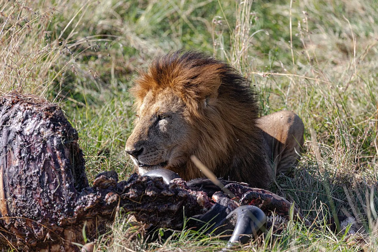 A lion eating a buffalo