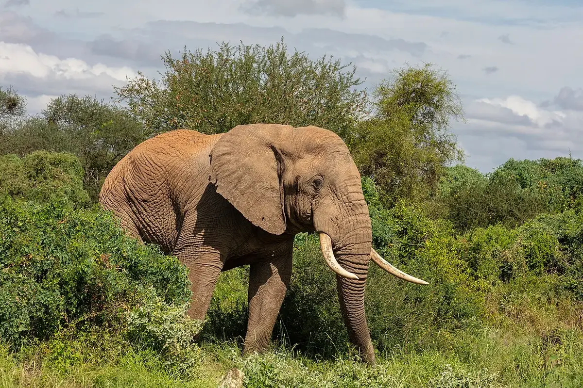 African bush elephant ( Loxodonta africana ), Amboseli National Park, Kenya