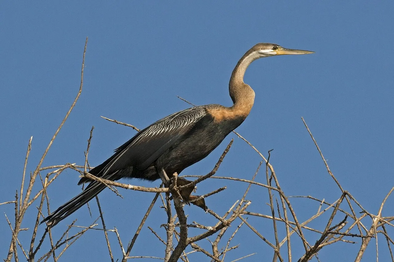 African darter ( Anhinga rufa ) immature, Lake Baringo, Kenya