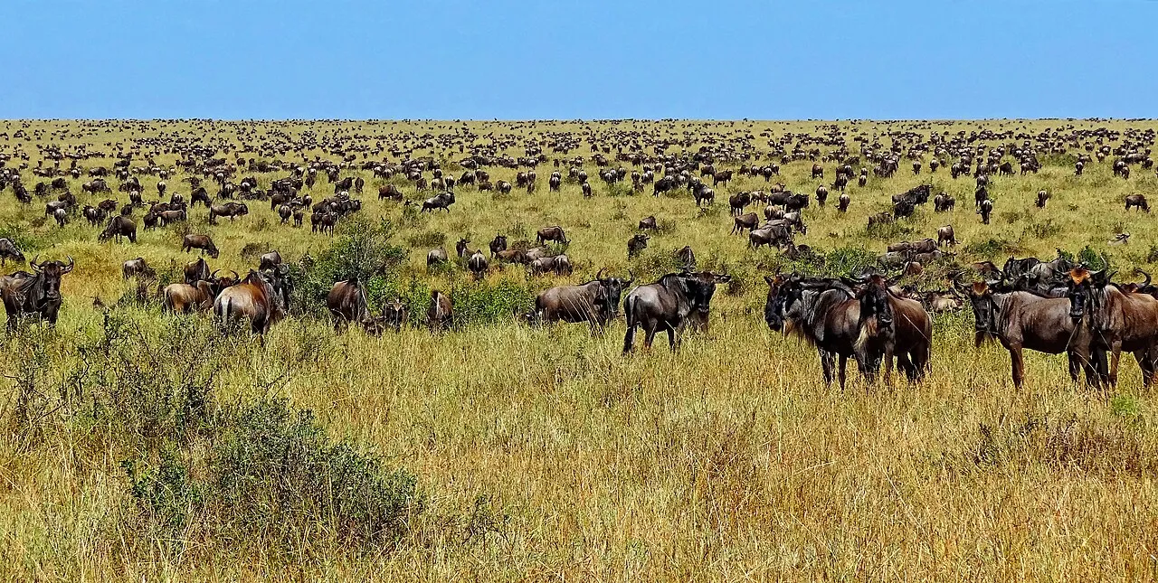 Numerous wildebeest photographed after having crossed the river Mara from Serengeti to the Mara.