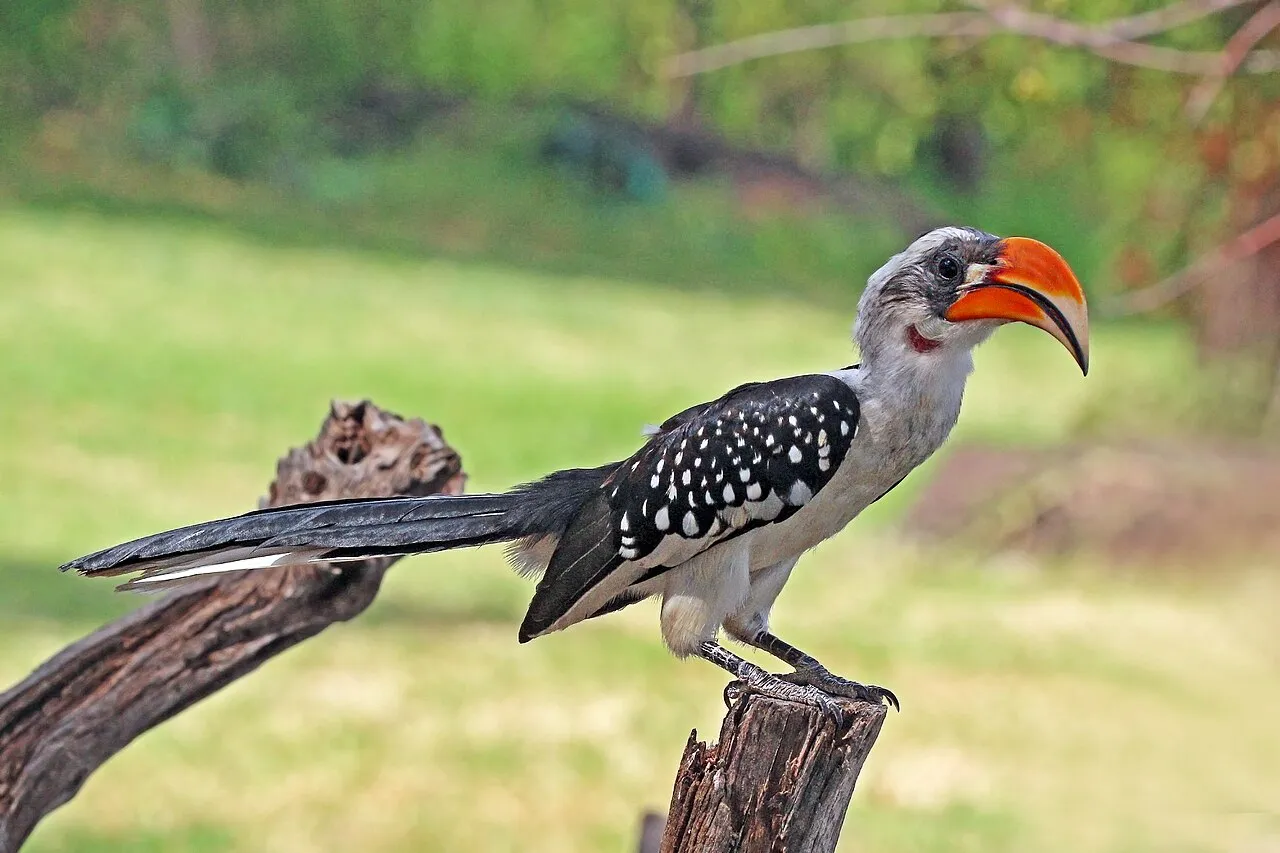 Jackson's hornbill ( Tockus jacksoni ) male, Lake Baringo, Kenya