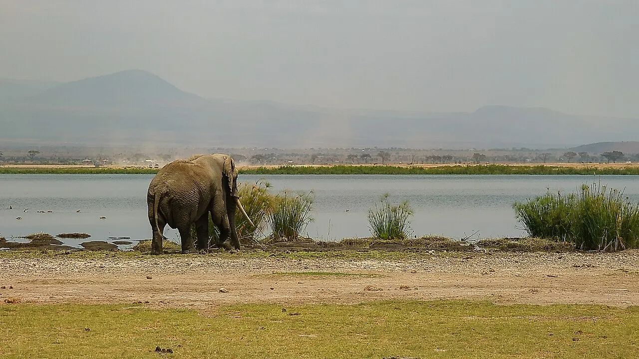 A large adult African elephant, with its characteristic wrinkled gray skin and long ivory fenders, stands near the edge of a wetland. The low vegetation of Amboseli National Park spreads out all around.