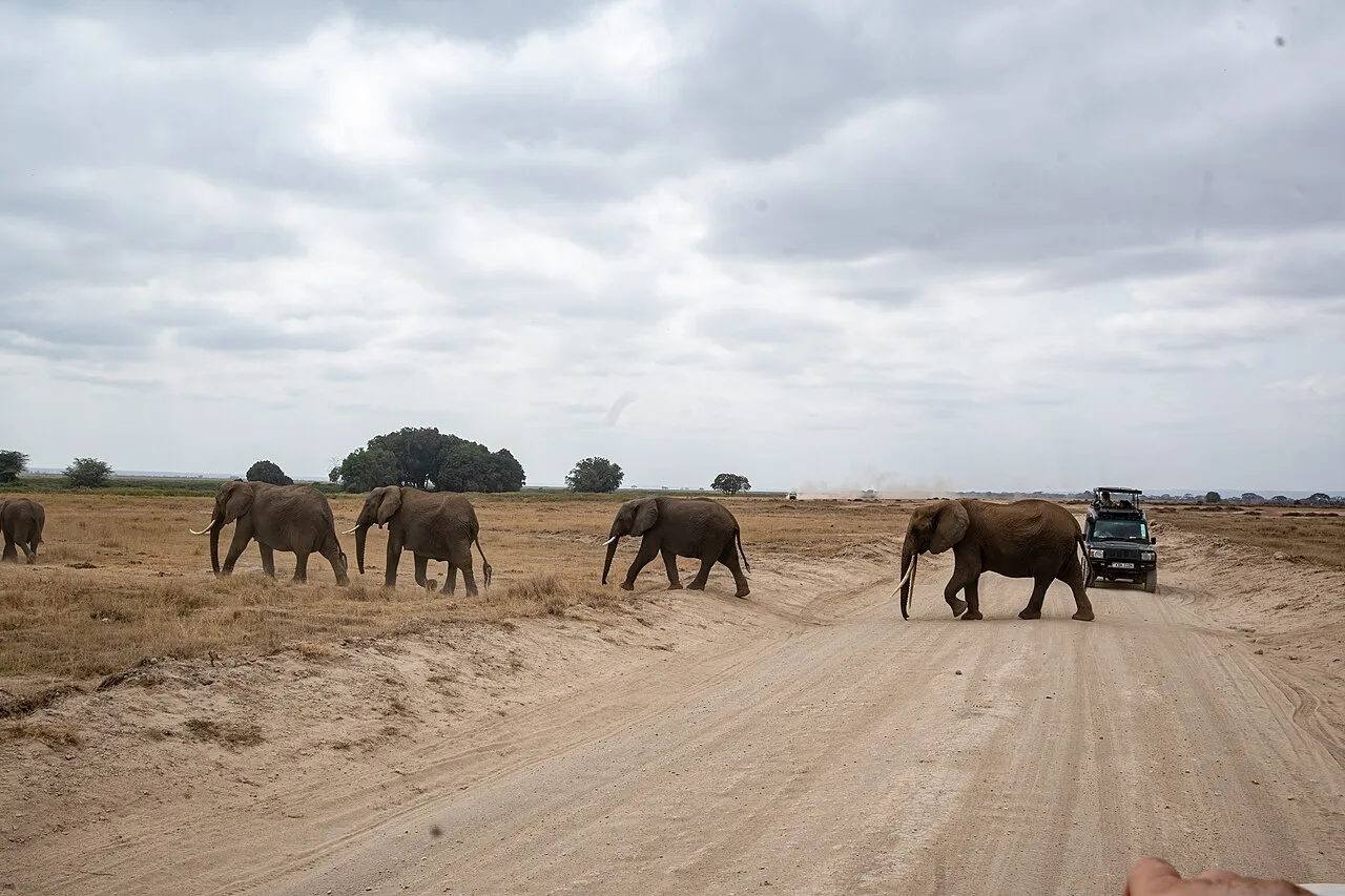 Herd of African elephants crossing a path in Amboseli. Amboseli National Park, Kajiado County, Kenya.