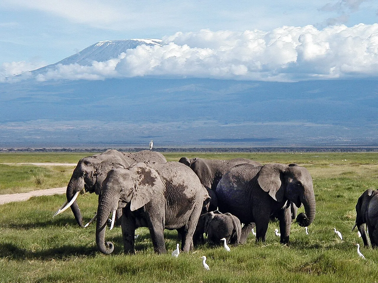 African Elephants in Amboseli National Park .