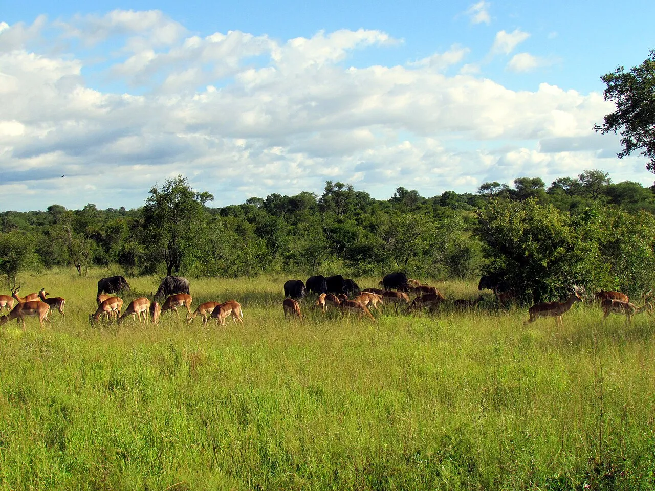 Wildlife and game drives near Sarova Woodlands Nakuru in Lake Nakuru National Park