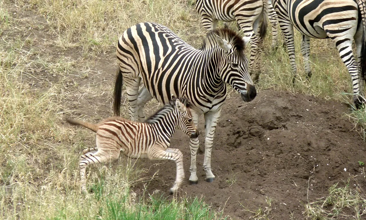 S100 East of Satara, Kruger NP, SOUTH AFRICA