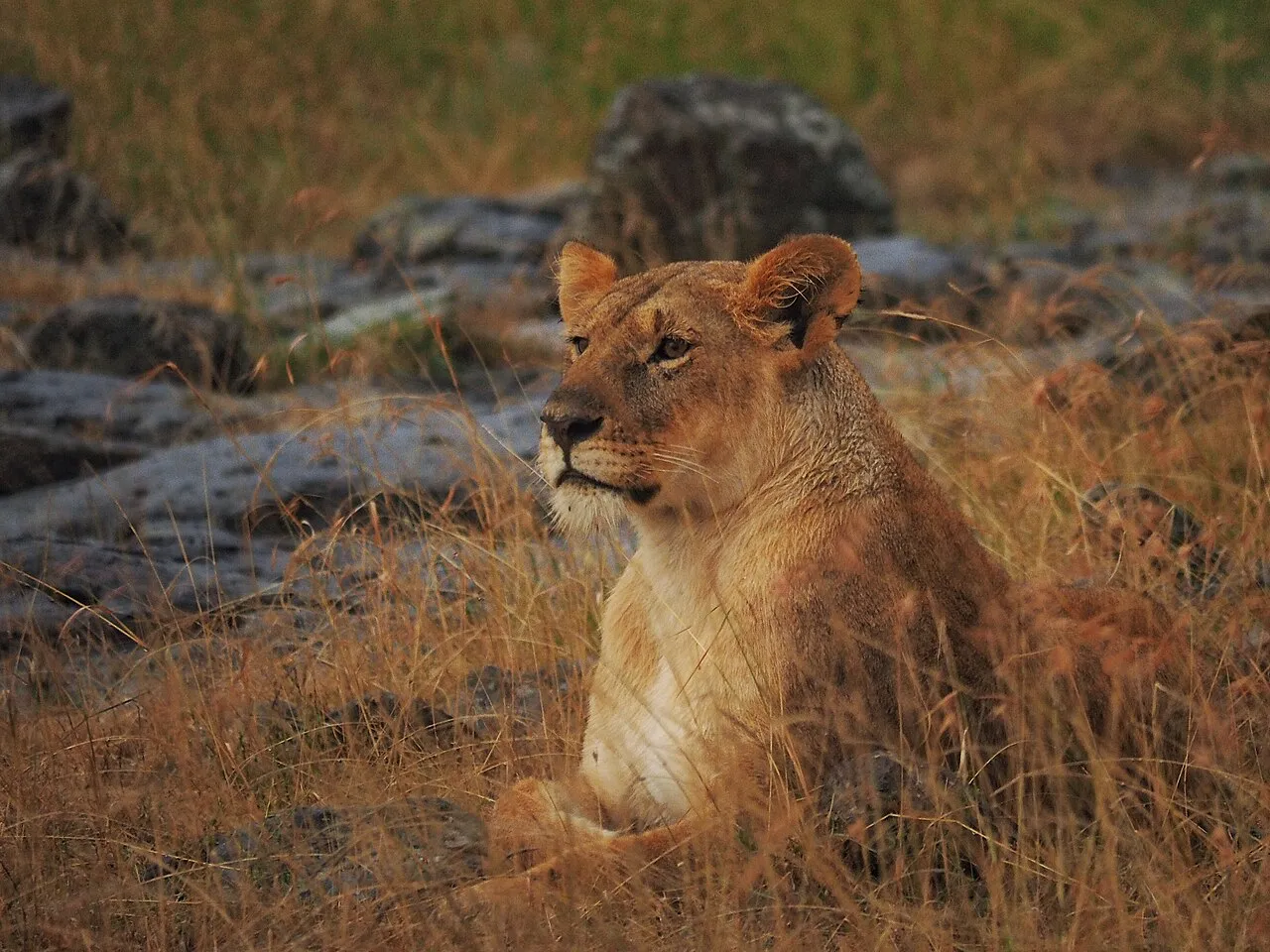Lions @ Maasai Mara