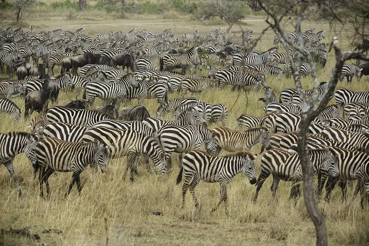 Serengeti National Park, Tanzania - The image was taken during 5 weeks of traveling on an overlander camping tour through east and south Africa in 2015. - Die Aufnahme entstand bei einer 5-wöchigen Campingtour durch das südliche und östliche Afrika im Jahr 2015.
