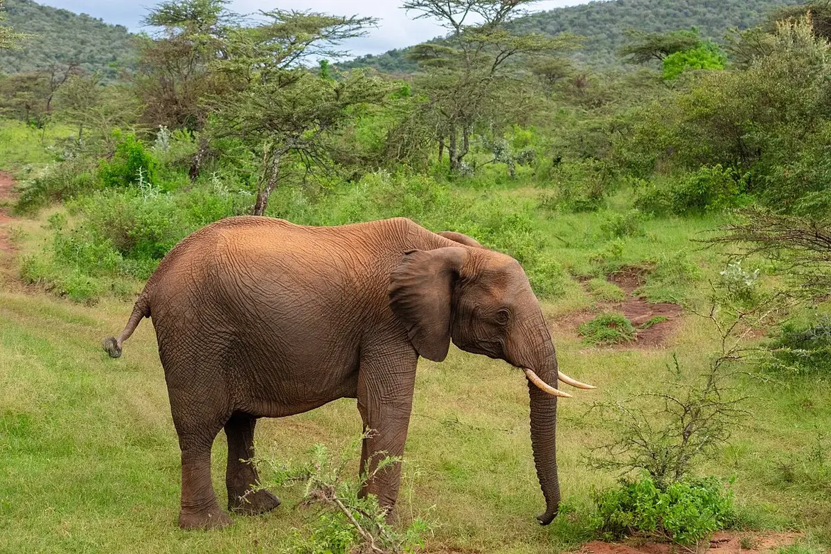 African bush elephant ( Loxodonta africana ), Amboseli National Park, Kenya