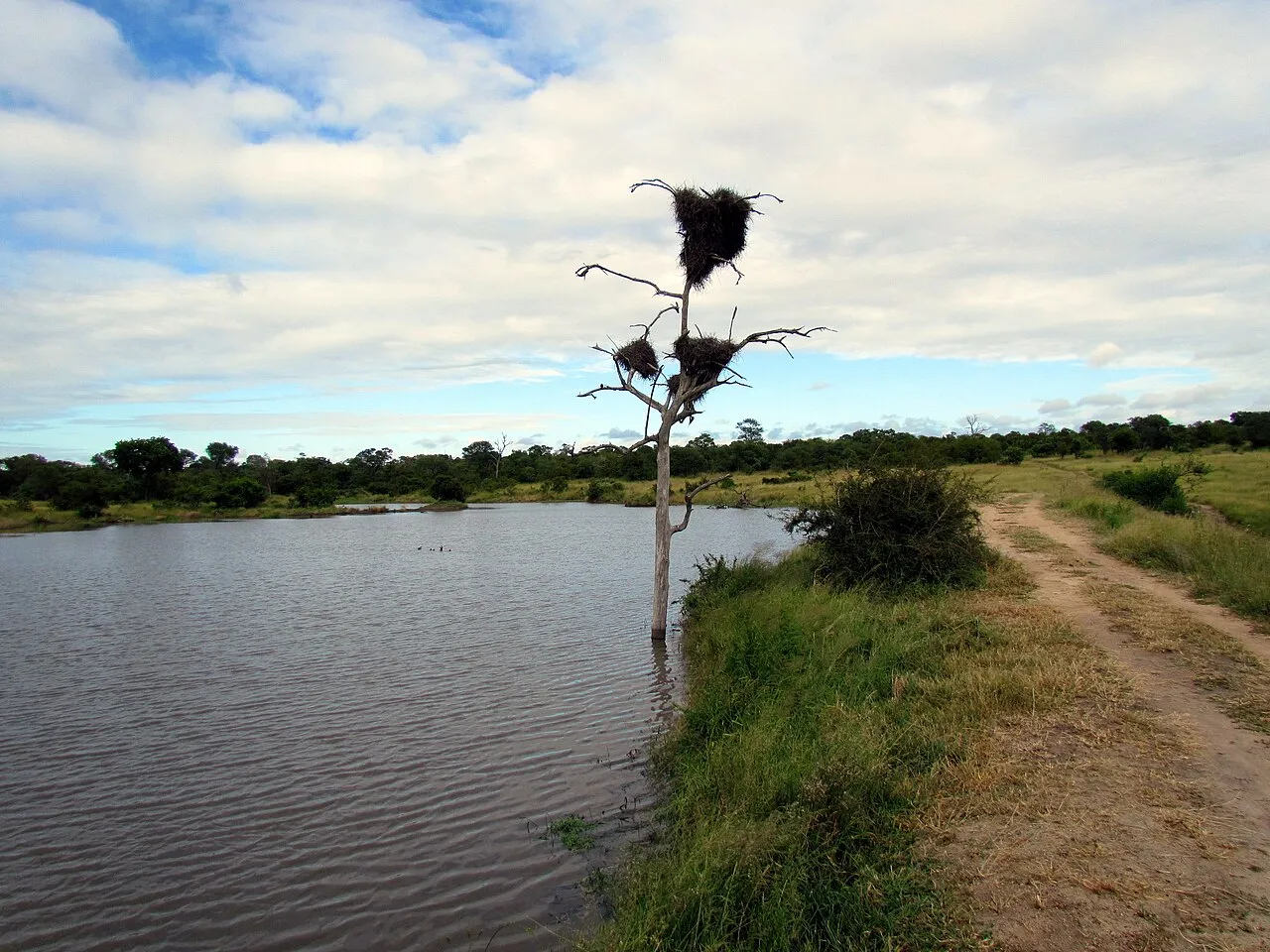 Wildlife and game drives near Aberdare Country Club in Aberdare National Park