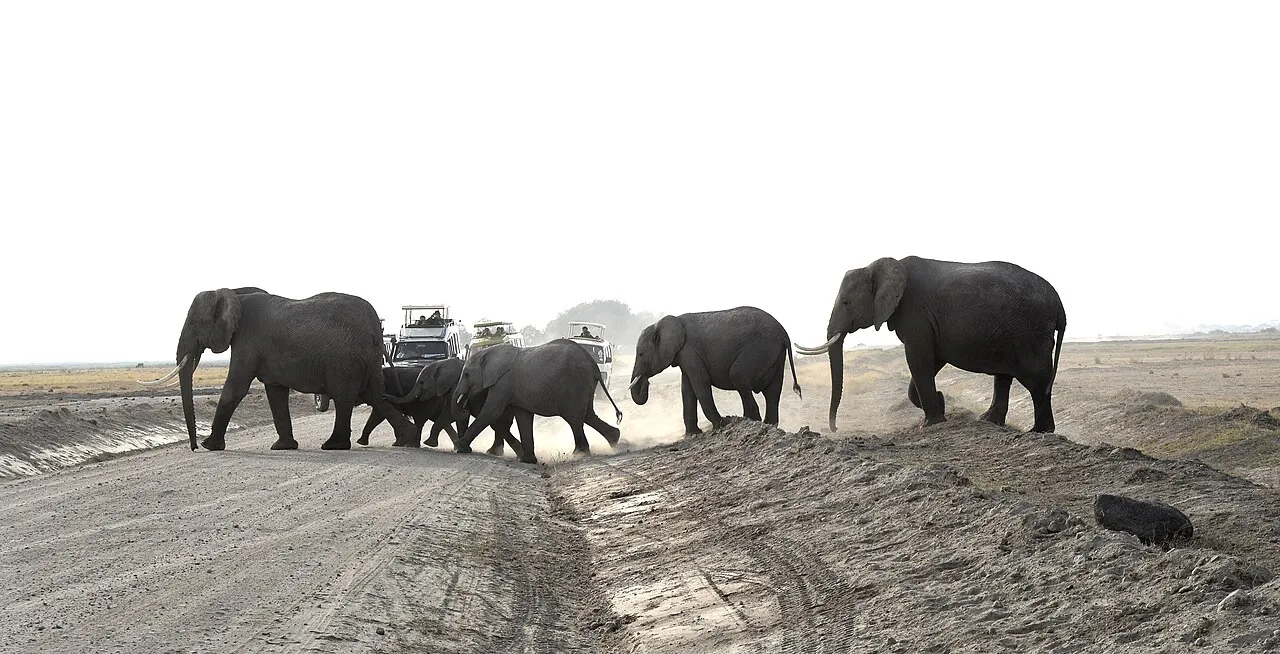 2016083 Amboseli National Park, Kenya. Ambseli still keep one of the strongest elephant populations in entire Africa. Photo by: Jan Fleischmann