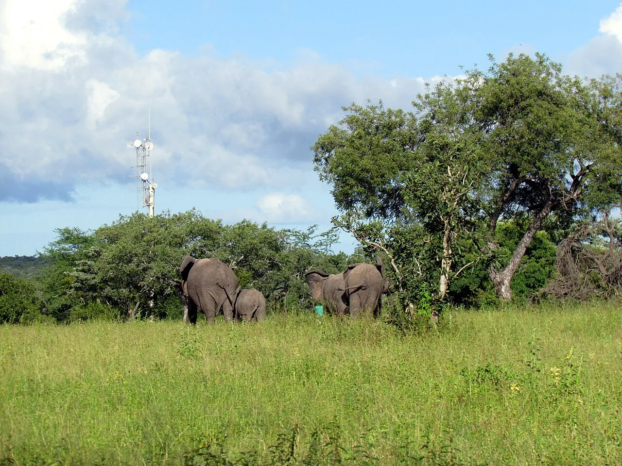 Wildlife and game drives near Sarova Woodlands Nakuru in Lake Nakuru National Park