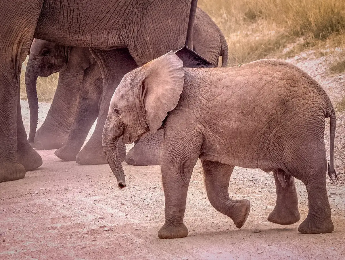 Wildlife and game drives near Tortilis Camp Amboseli in Amboseli National Park