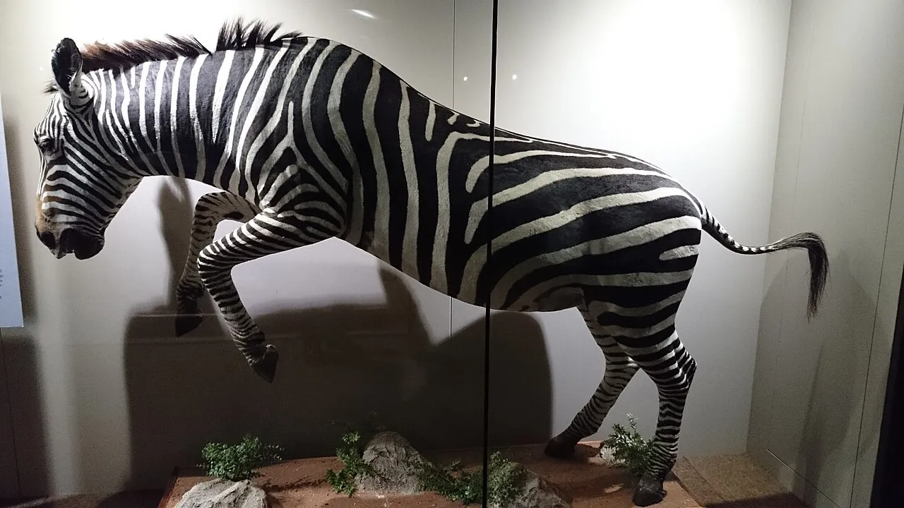 Grant's Zebra (Equus burchelli boehm) is found in East Africa and is the smallest subspecies of the plains zebra. A grazer occurring in large herds on the savannah grasslands. The broad black stripes show no brown shaddow lines that are characteristic of the southern subspecies E burchelli burchelli