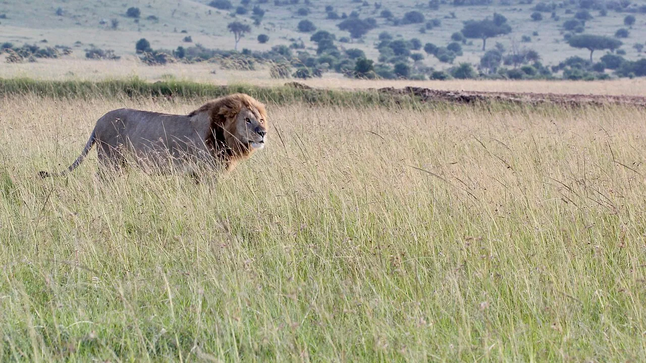 Male lions at dawn at the Maasai Mara. Kenya, June 2018.