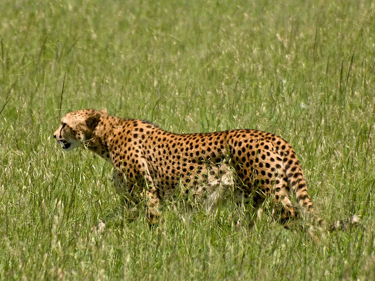 Cheetah walking in thick grass in the Serengeti National Park, Tanzania PERMISSION TO USE: Please check the licence for this photo on Flickr. If the photo is marked with the <a href=" https://www.flickr.com/creativecommons/ ">Creative Commons</a> licence, you are welcome to use this photo free of charge for any purpose including commercial. I am not concerned with how attribution is provided - a link to my flickr page or my name is fine. If used in a context where attribution is impractical, tha