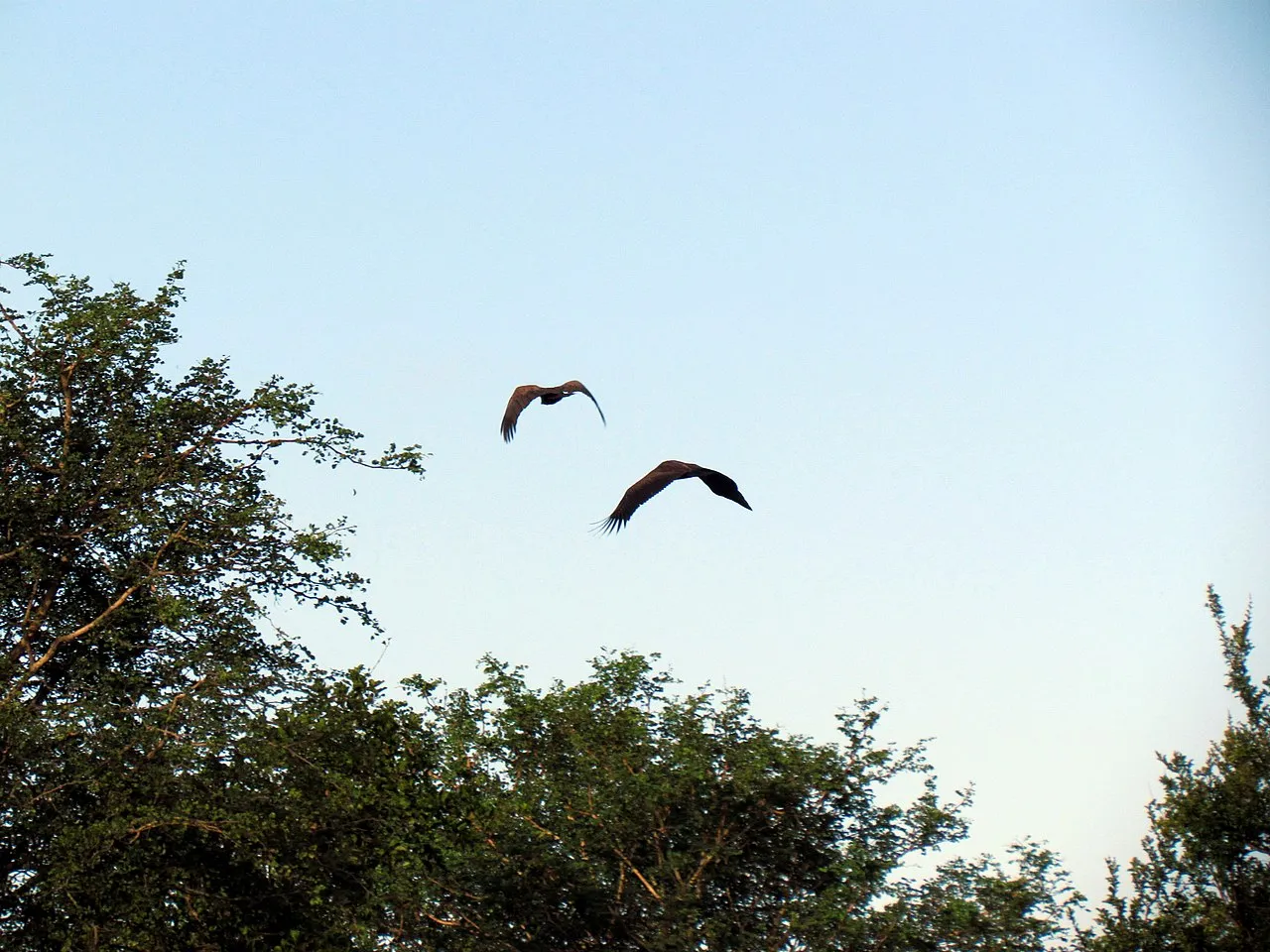 Wildlife and game drives near Kicheche Laikipia Camp in Laikipia Plateau