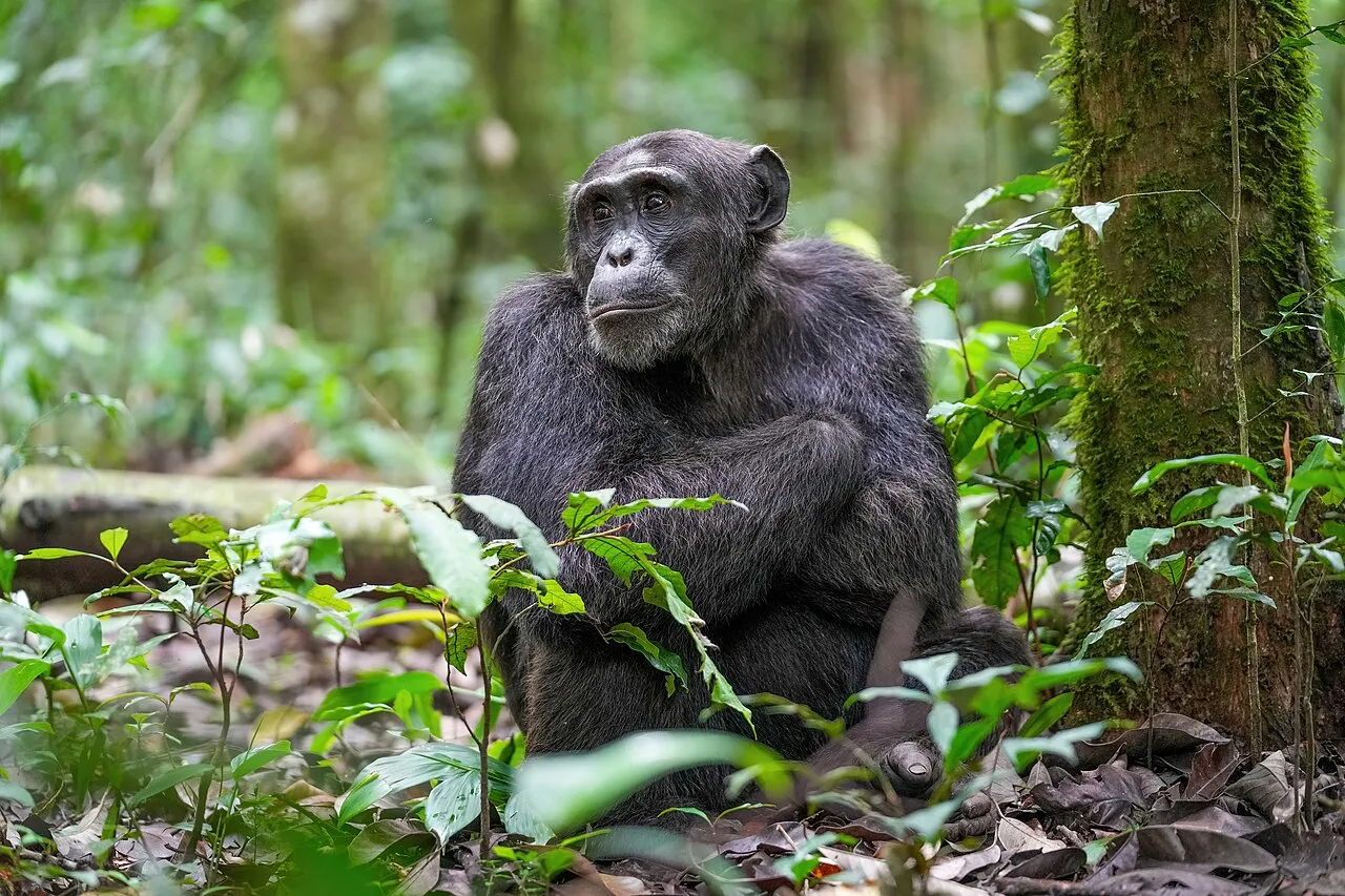 Mweya Safari Lodge on day 4 of Uganda: Chimpanzee Trails & Gorilla Encounters