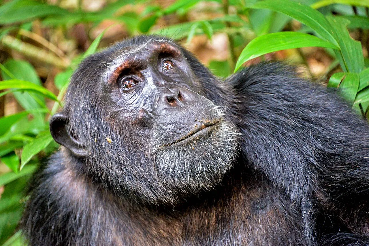 Uganda Natural World