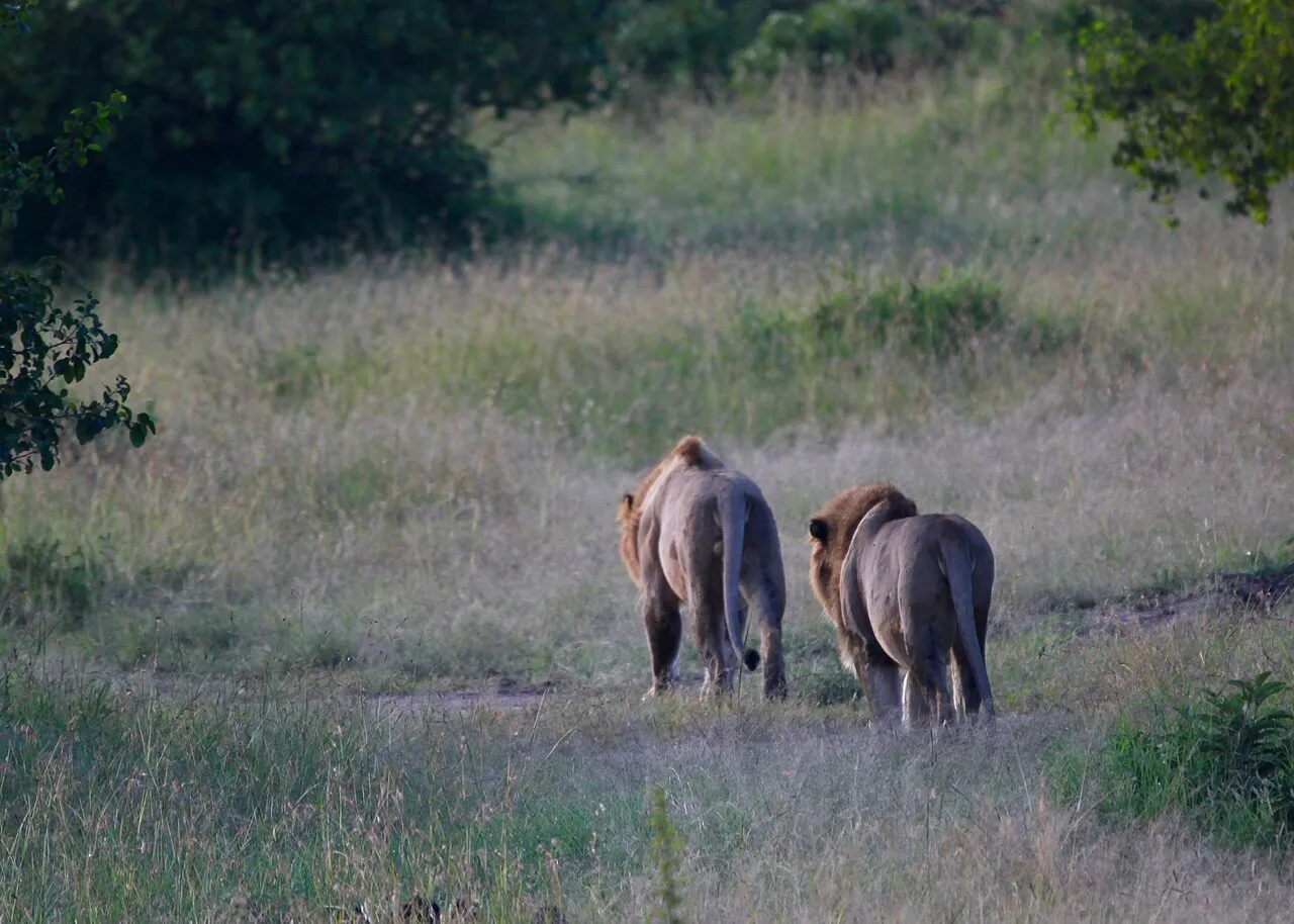 Male lions at dawn at the Maasai Mara. Kenya, June 2018.