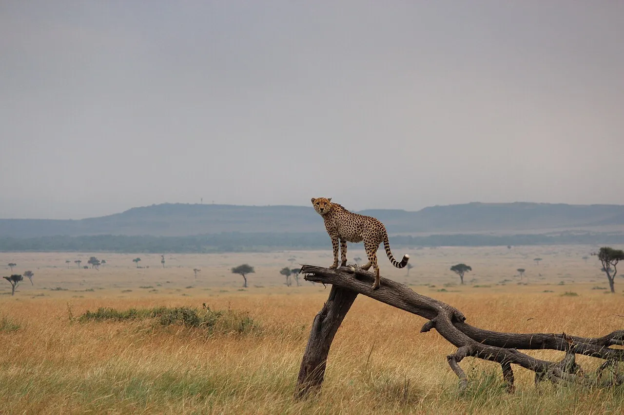 Cheetah (Acinonyx jubatus) in Maasai Mara National Reserve, Kenya.