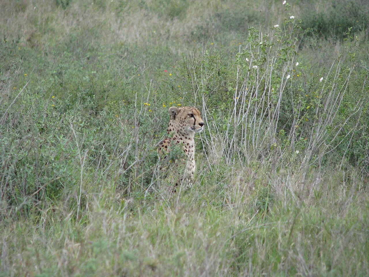 Cheetah in Serengeti