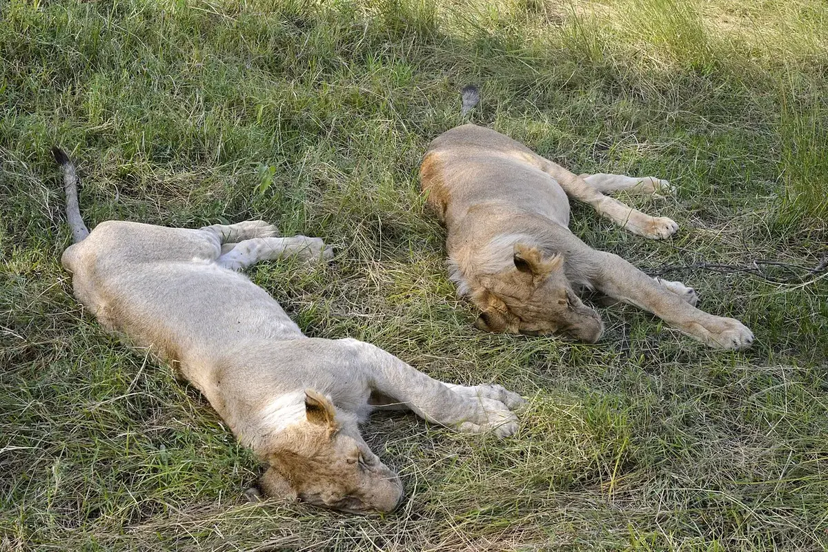 Lions ( Panthera leo ) in the Masai Mara Game Reserve, Kenya.