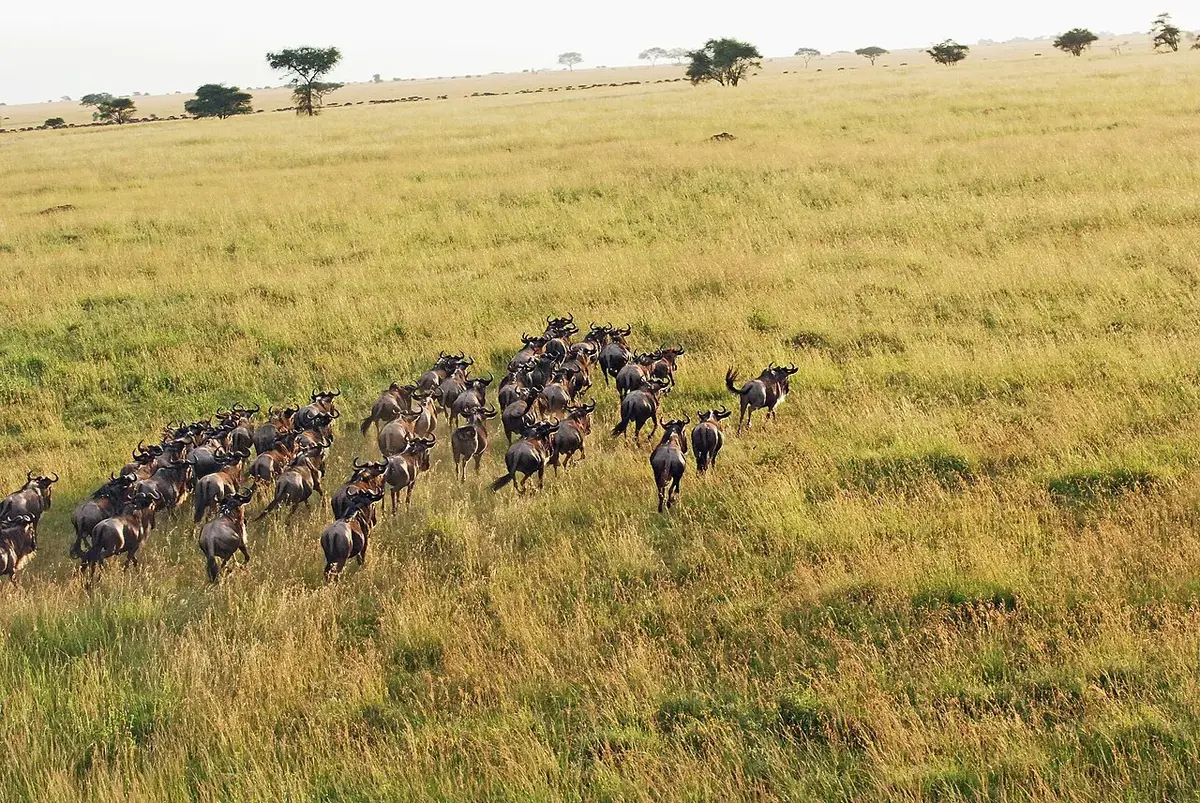 Wildebeest and the Great Migration