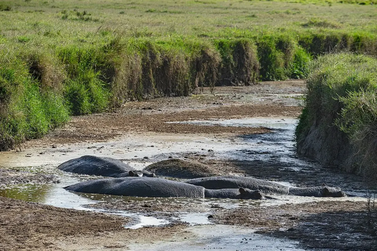 Wildlife and game drives near Windsor Golf Hotel & Country Club in Nairobi National Park