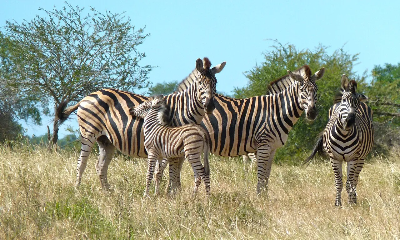 S100 East of Satara, Kruger NP, SOUTH AFRICA