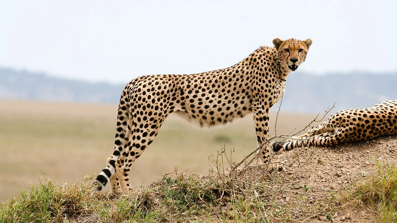 Cheetah, Serengeti