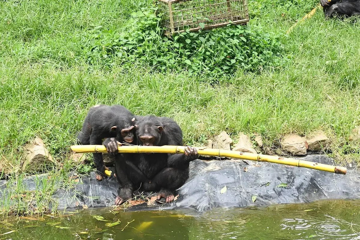 At Uganda Wildlife Education Centre, chimpanzees playing with bamboo
