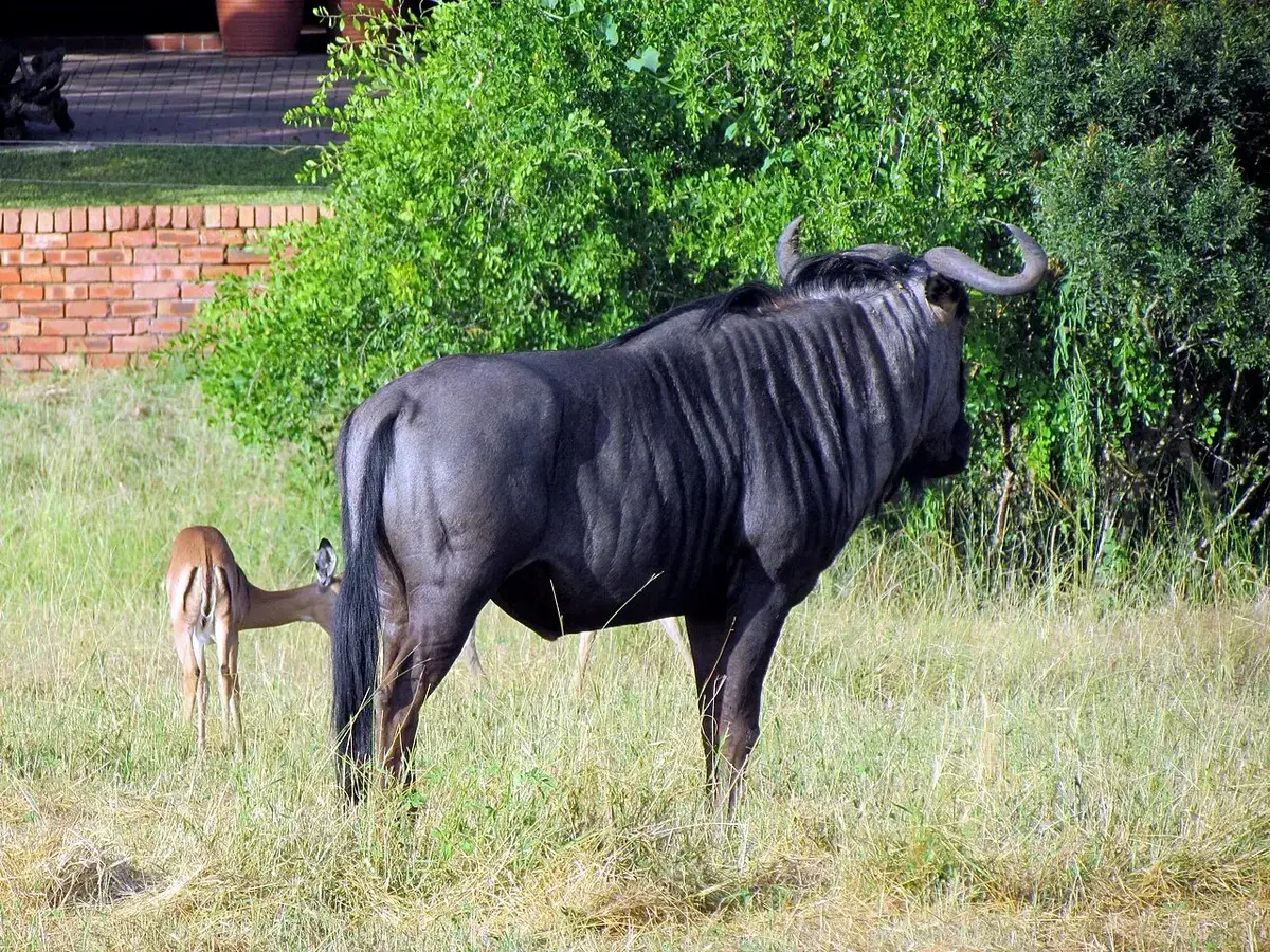 Wildlife and game drives near Fairmont The Norfolk in Nairobi National Park
